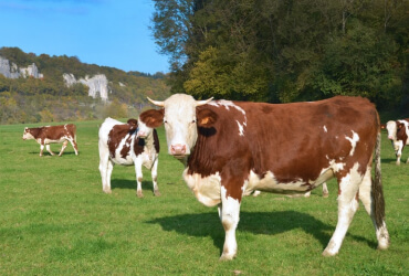 Cattle Management & Some Tips